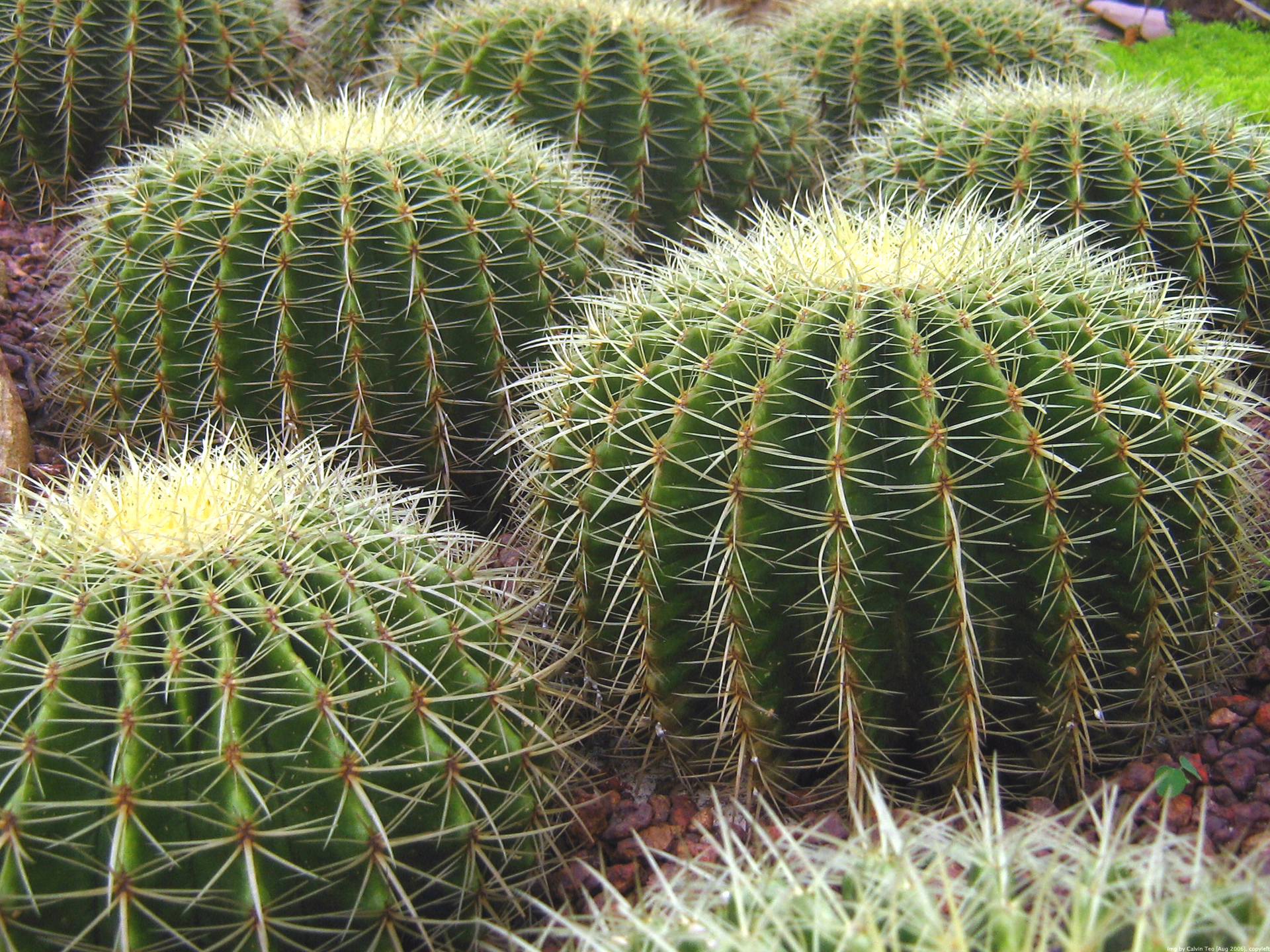 Impariamo-a-coltivare-il-cactus